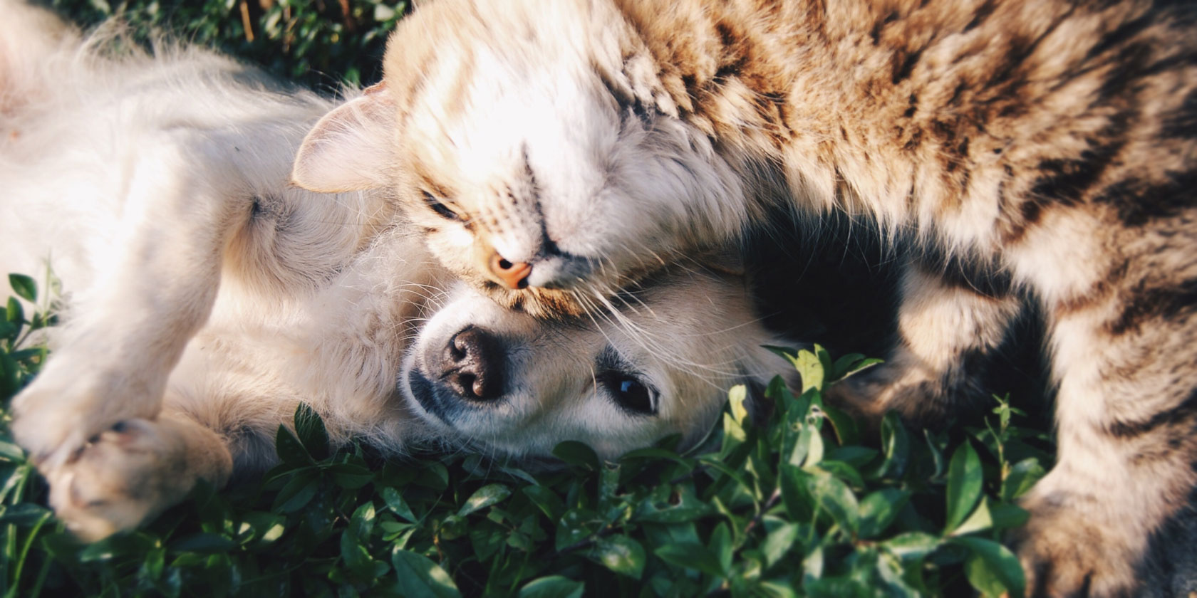 cute-animals